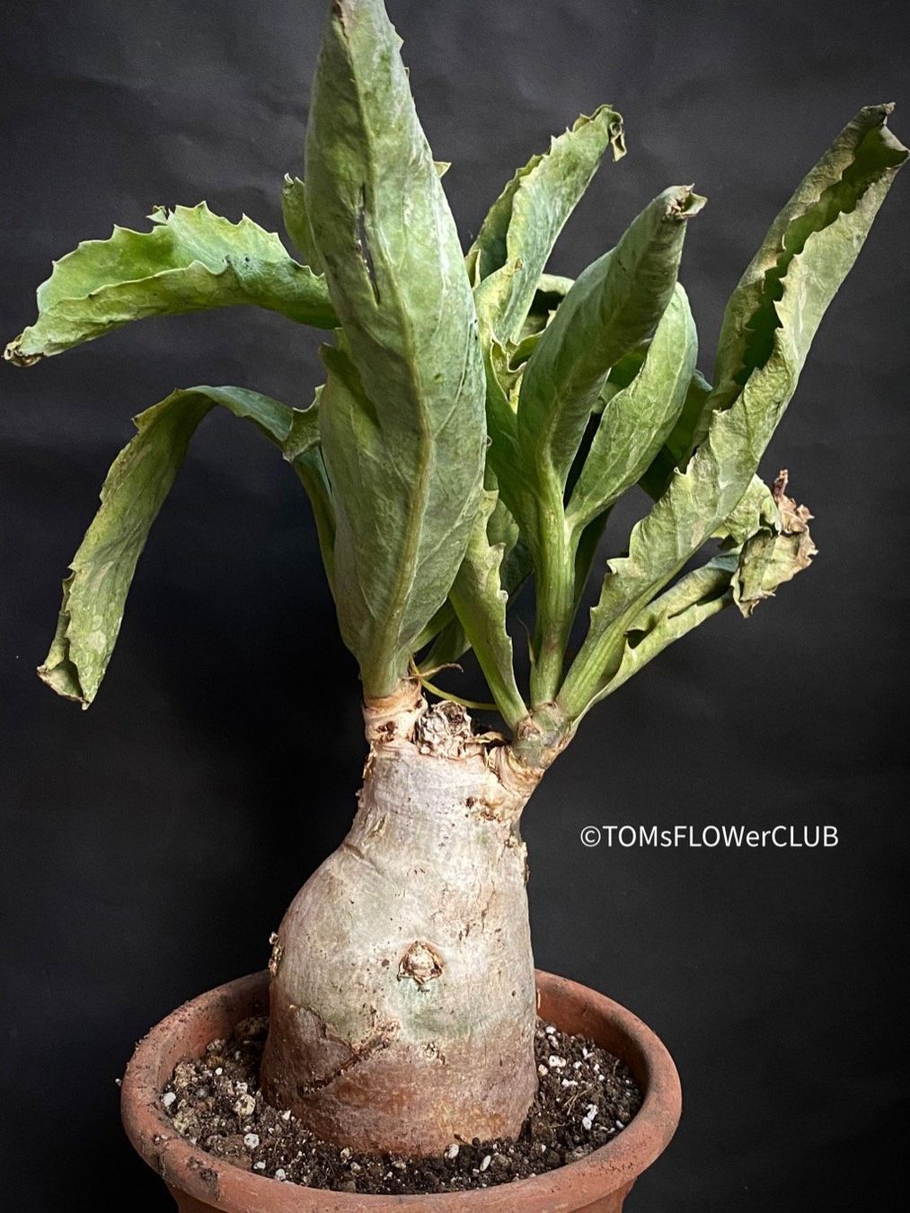 Piante & sementi: Cyphostemma Juttae - mit dem 10x15cm Caudex – Nuovo e nell'imballaggio originale da Adliswil venduto da astom369 4