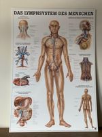 Rüdiger Anatomie Tafel: Das Lymphsystem des Menschen