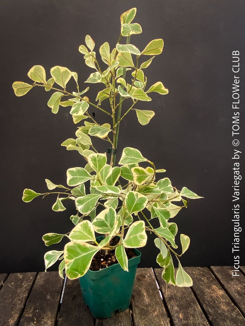 Pflanzen & Samen: Ficus Triangularis Variegata - einzigartige Dreiecksfeige – Neu und originalverpackt aus Adliswil von astom369 6