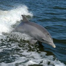Profile image of delphino02