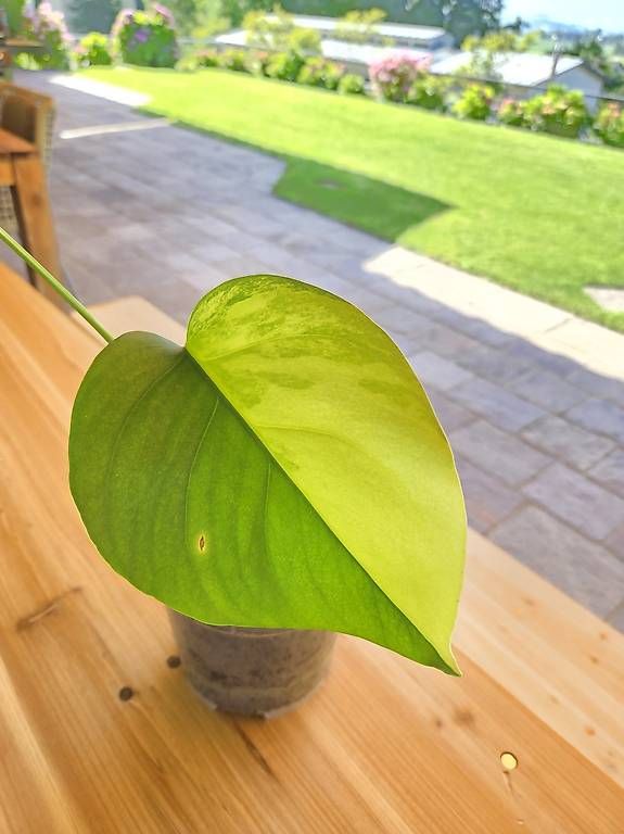 Piante & sementi: Monstera Deliciosa Aurea – Usato da Jona venduto da pau_g7rc 1