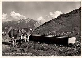 Auf der Alp beim Kurhaus Gonzen, Sargans, Nr.20440, ca. 1940
