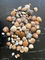 Muscheln Konvolut verschiedene Grössen und Formen