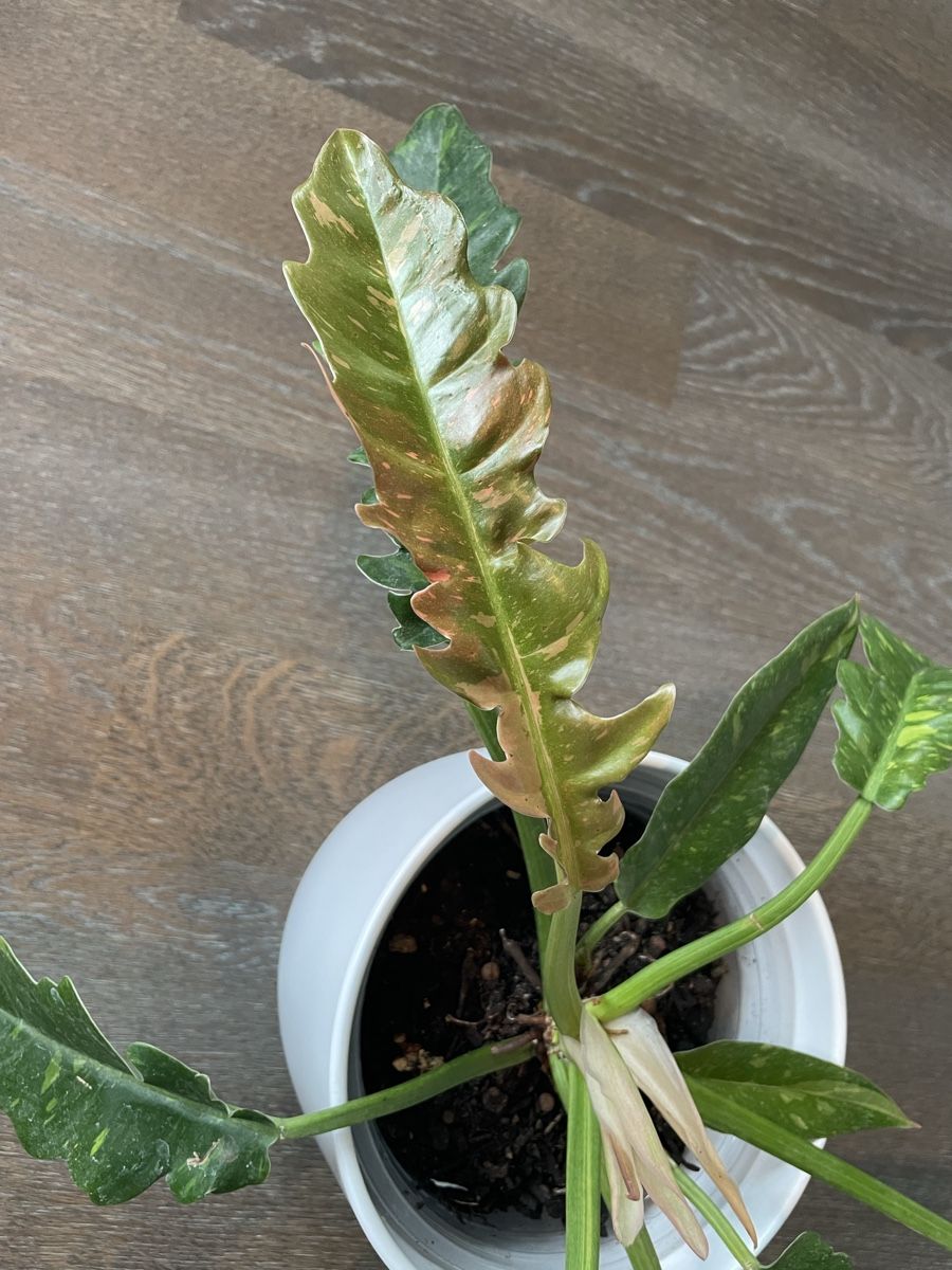 Piante & sementi: Philodendron ring of fire plant with pot – Usato da Uster venduto da momogarden 5
