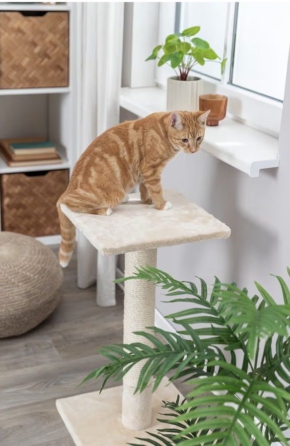 Tiragraffi: Katzen Kratzbaum – Usato da Thun venduto da Jimmuli