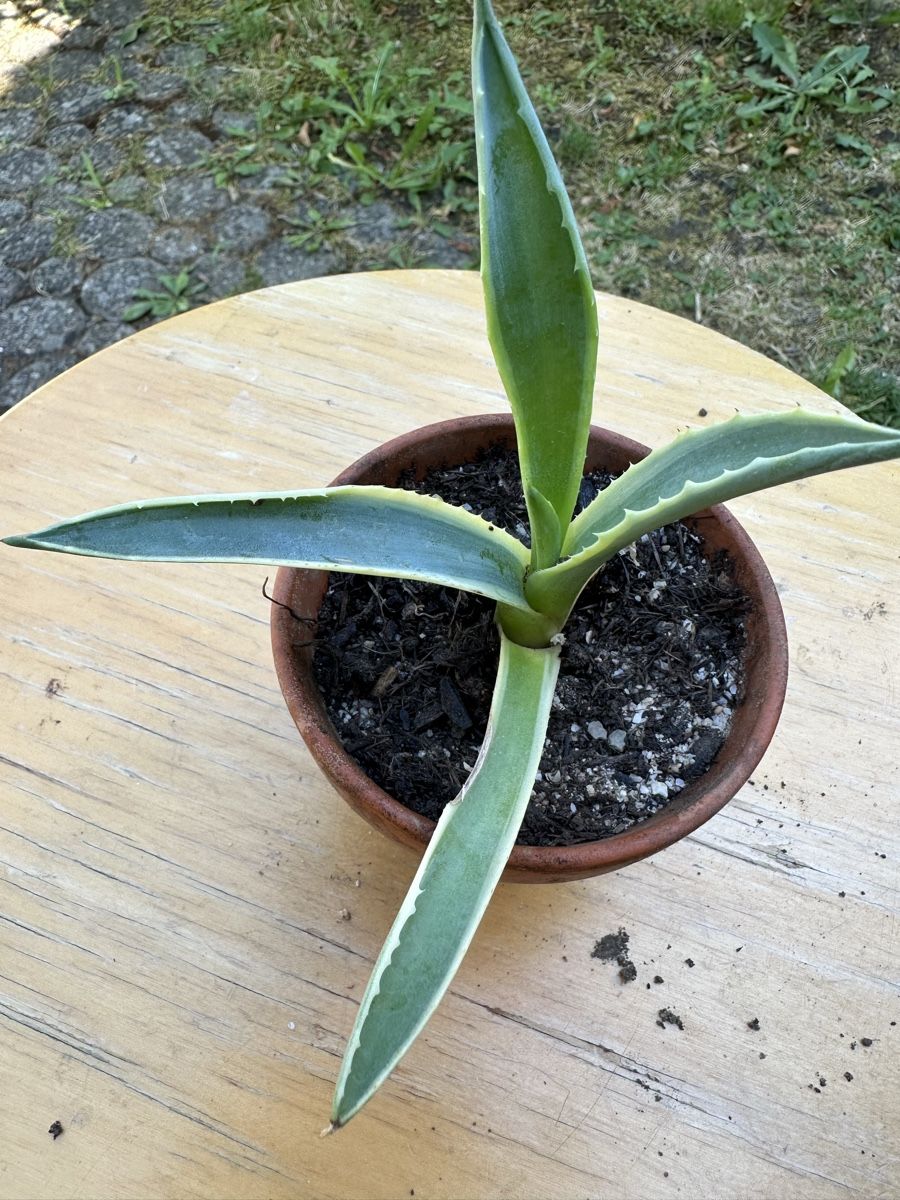 Piante & sementi: Agave 8 cm – Usato da Ottikon venduto da lo99