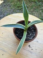 Agave 8 cm