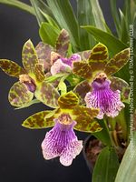 Zygopetalum Ariane Orchidee - stark duftende Schönheit