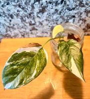Epipremnum pinnatum variegata