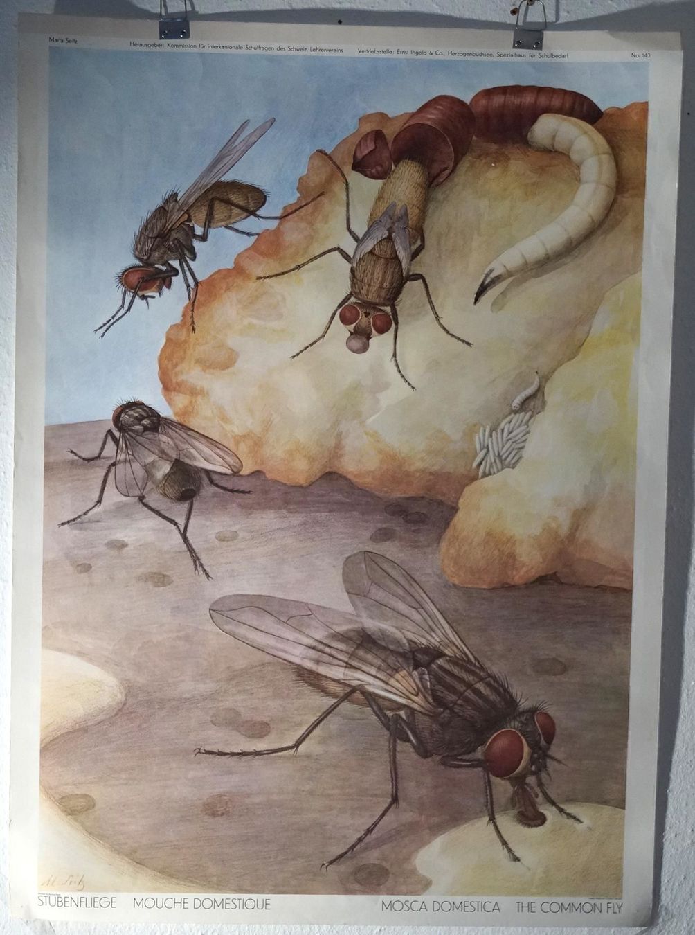 Foto & Immagini: Schulwandbild Stubenfliege – Usato da Härkingen venduto da sammelbecken 1