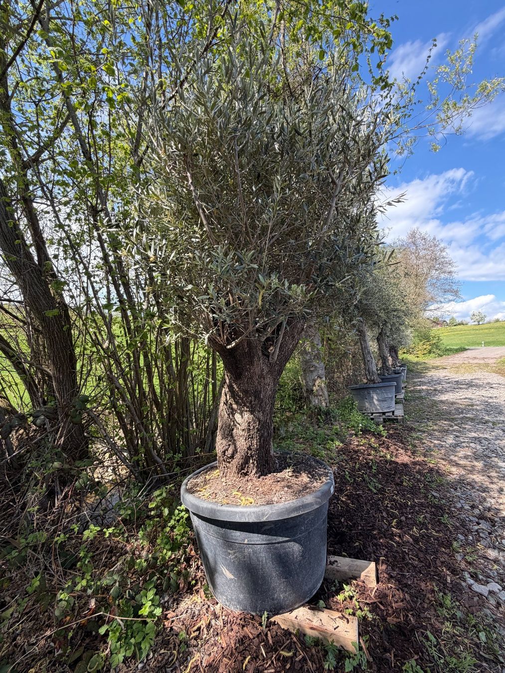 Piante & sementi: Olivenbaum "Olea Europea 15" Versand möglich – Nuovo (secondo la descrizione) da Zuckenriet venduto da Thur_Plant 1