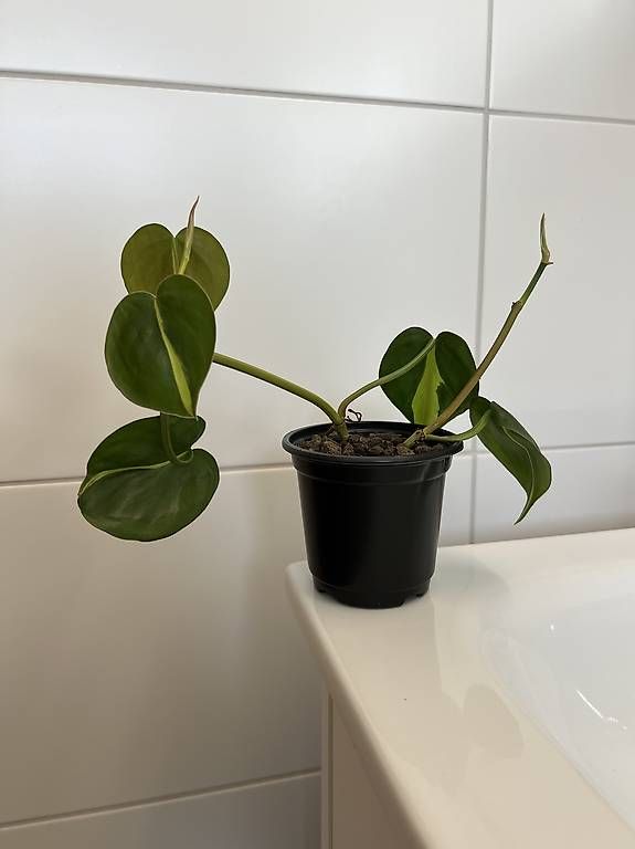 Piante & sementi: Philodendron scandens Brasil – Usato da Sargans venduto da -VS- 1