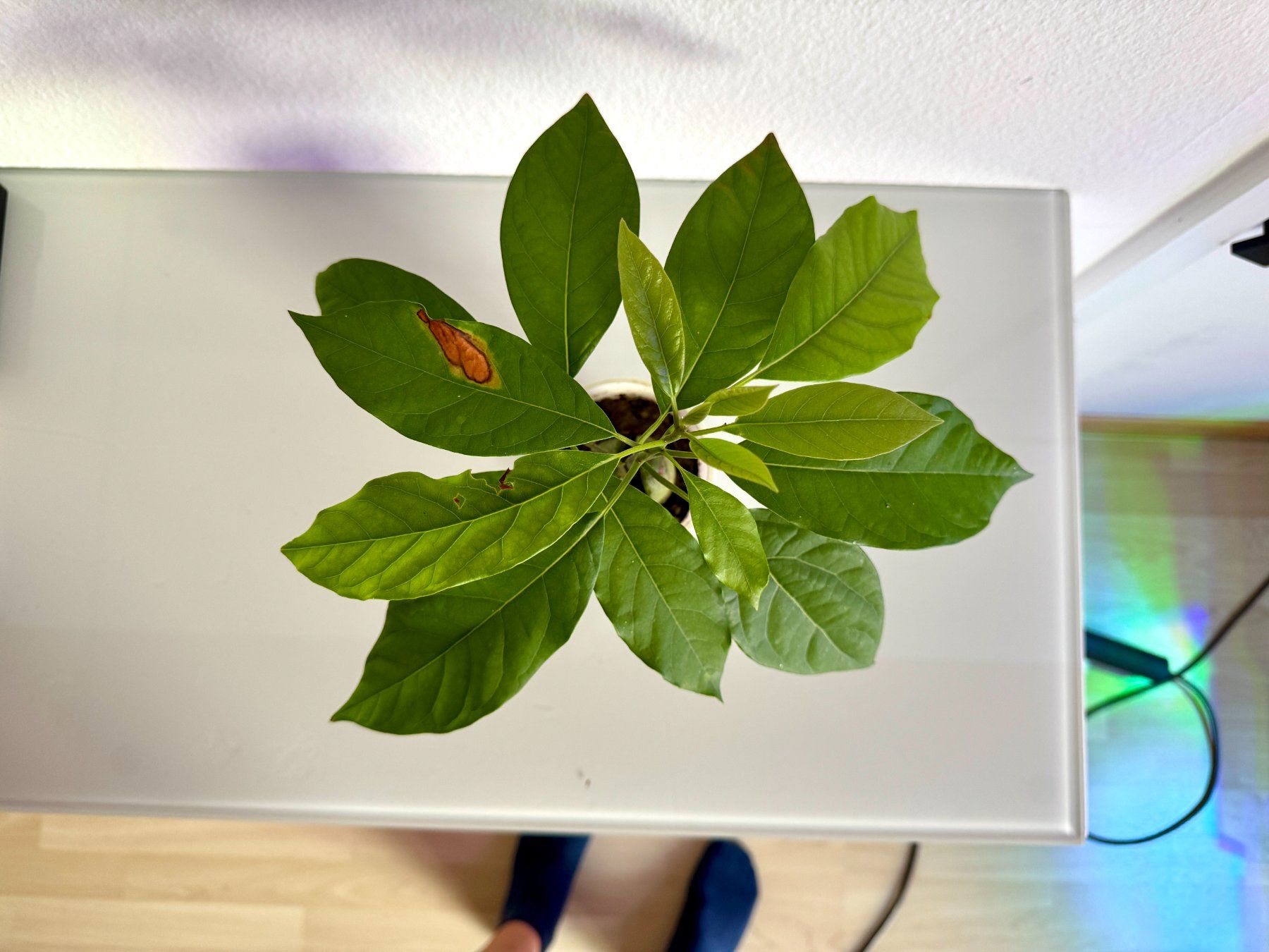 Pflanzen & Samen: Avocado Baum (Doppelstamm) – Gebraucht aus Schlieren von Edgar_k 5