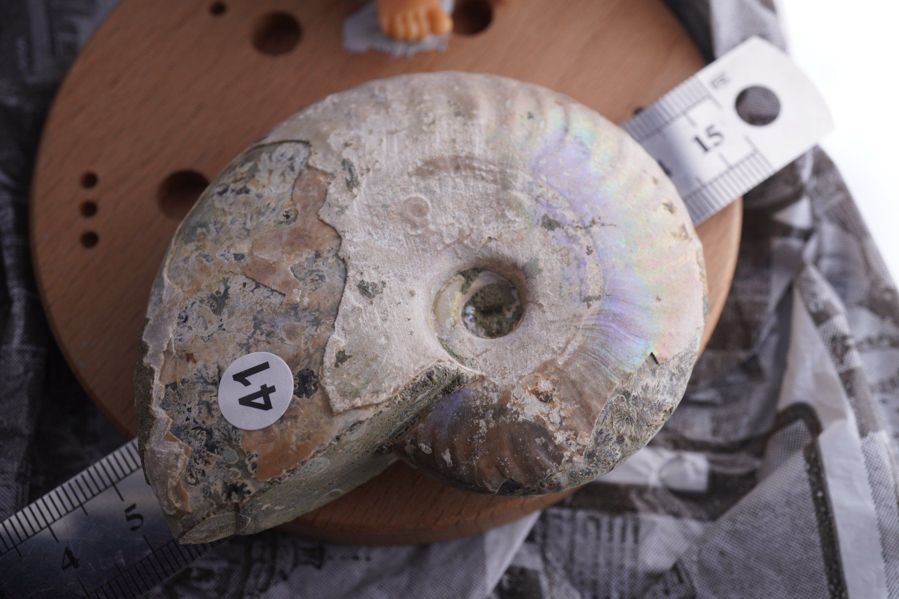 Mineralien & Heilsteine: Ammonit  Opalisiert   Wunderschön  ca  75mm – Neu und originalverpackt aus Eschenbach SG von topstone