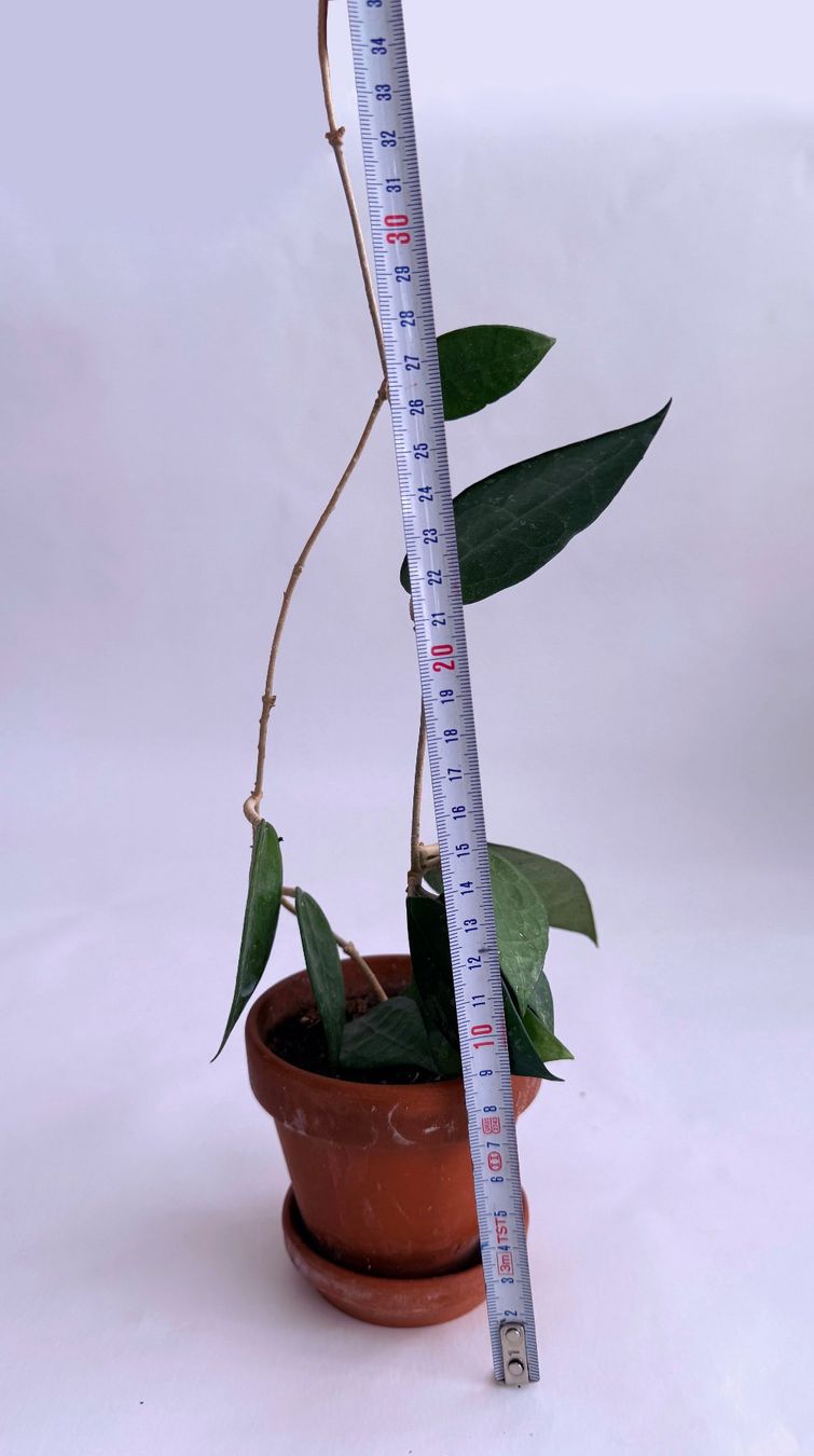 Pflanzen & Samen: HOYA*PARASITICA BLACK MARGIN***** – Neu (gemäss Beschreibung) aus Dübendorf von Orchid18 2