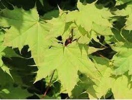 Acer platanoides Globosum / 12-14cm