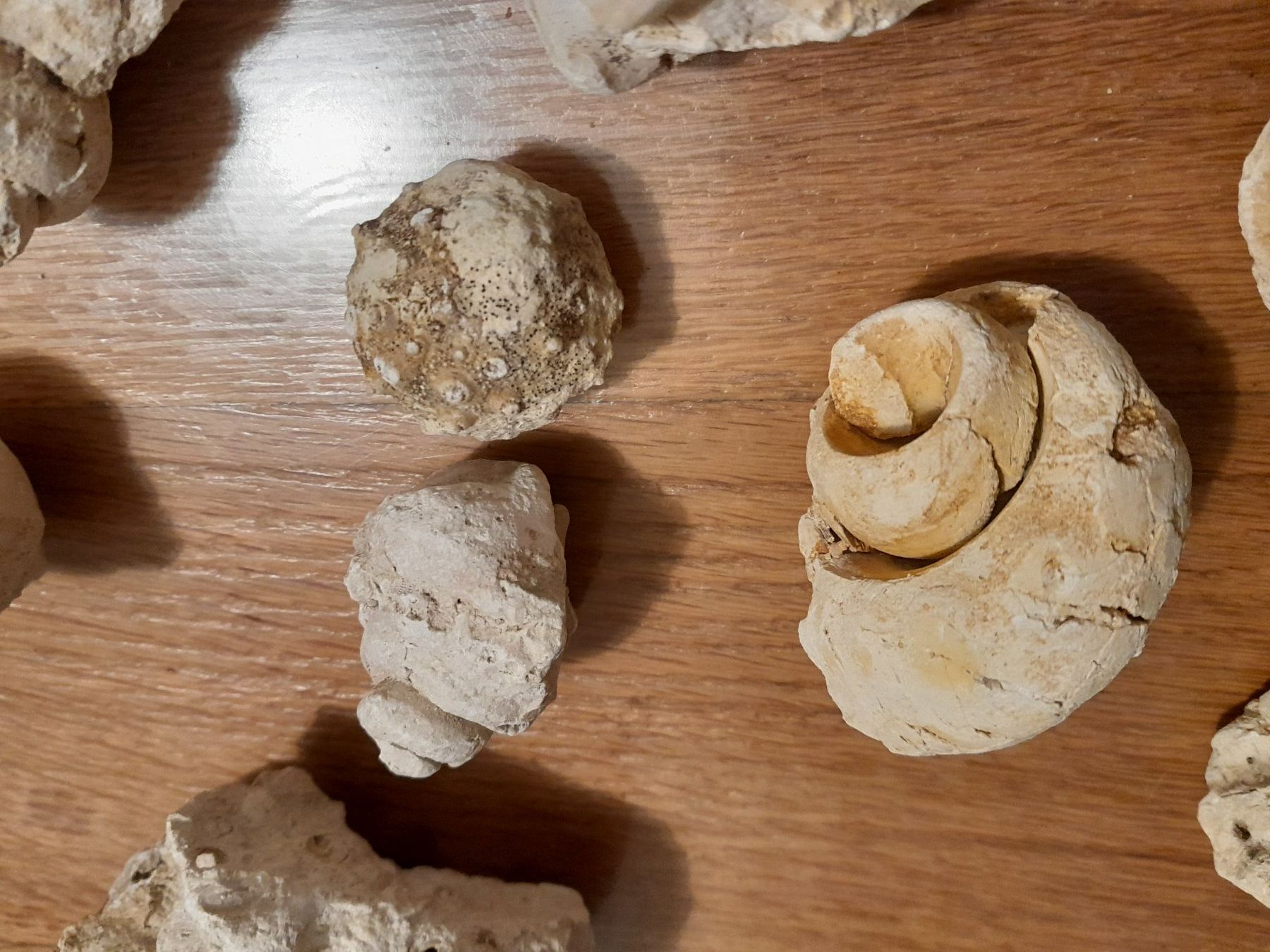 Fossili: Authentischer Meeresfossilien – Nuovo (secondo la descrizione) da Greifensee venduto da fran_cois 3