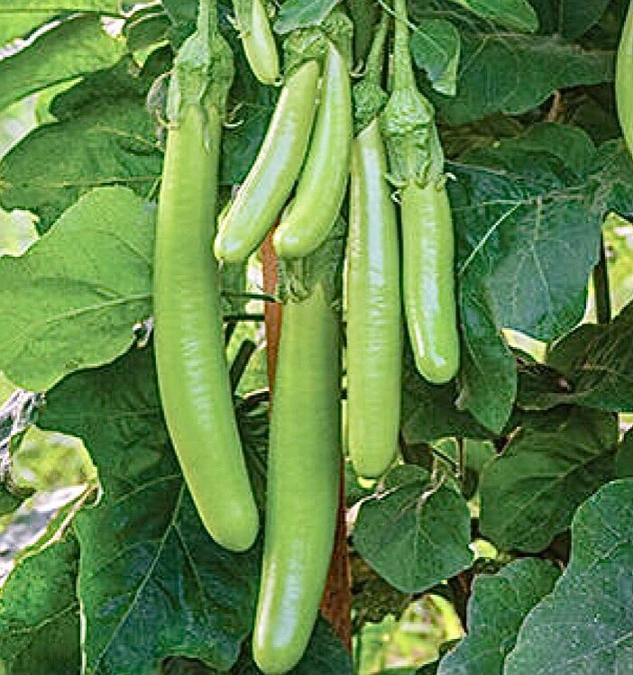 Piante & sementi: 10 SAMEN BIO Aubergine THAI LONG GREEN – Nuovo e nell'imballaggio originale da Rovio venduto da POSITIFFARTandPLANTS 8