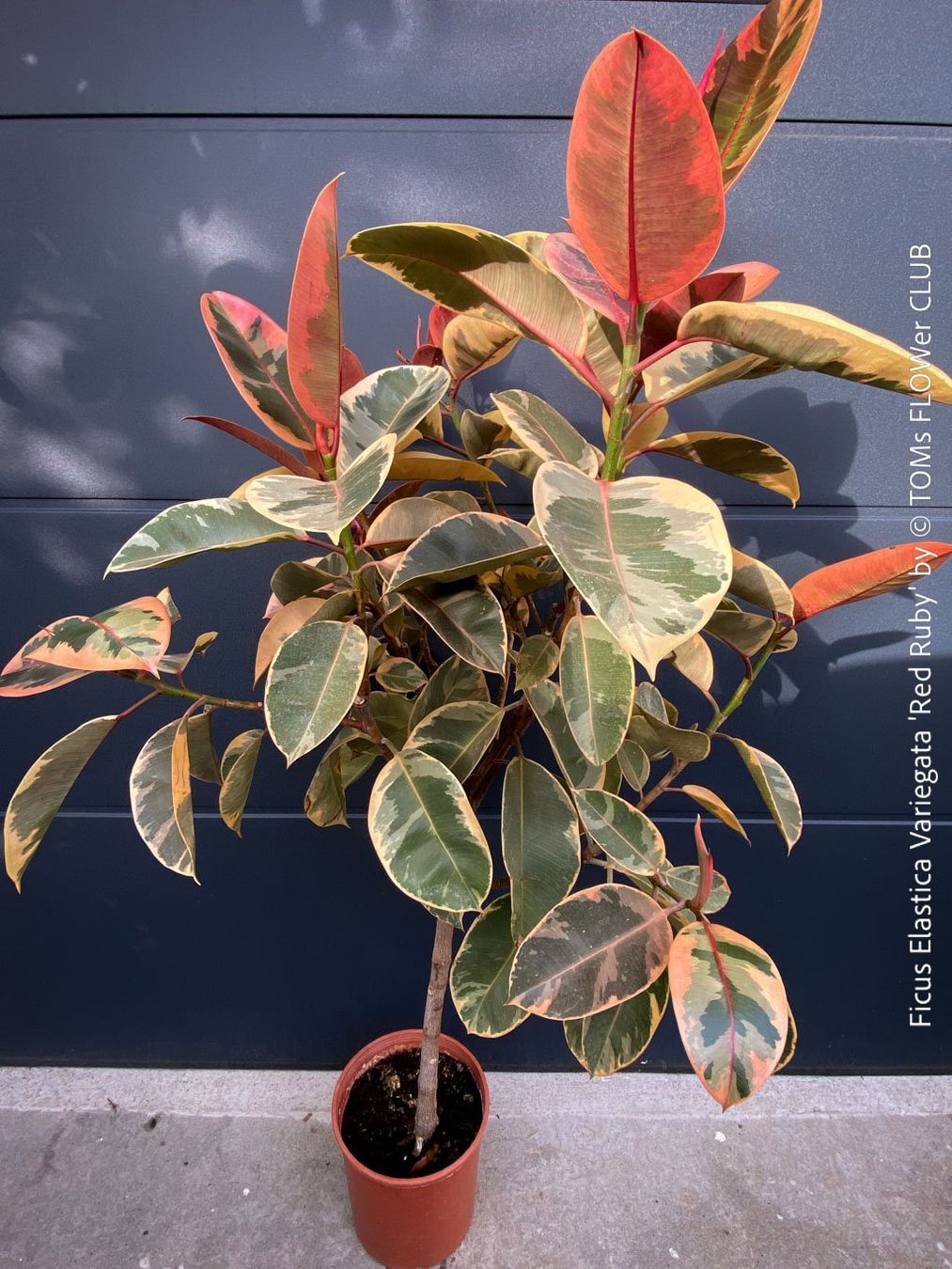 Piante & sementi: Ficus Elastica Variegata Red Ruby - rund 140cm Bäumchen – Nuovo e nell'imballaggio originale da Adliswil venduto da TAKEYOURPLANT 9