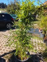Goldener Peking Bambus - Phyllostachys aureosulcata 'Aureoca
