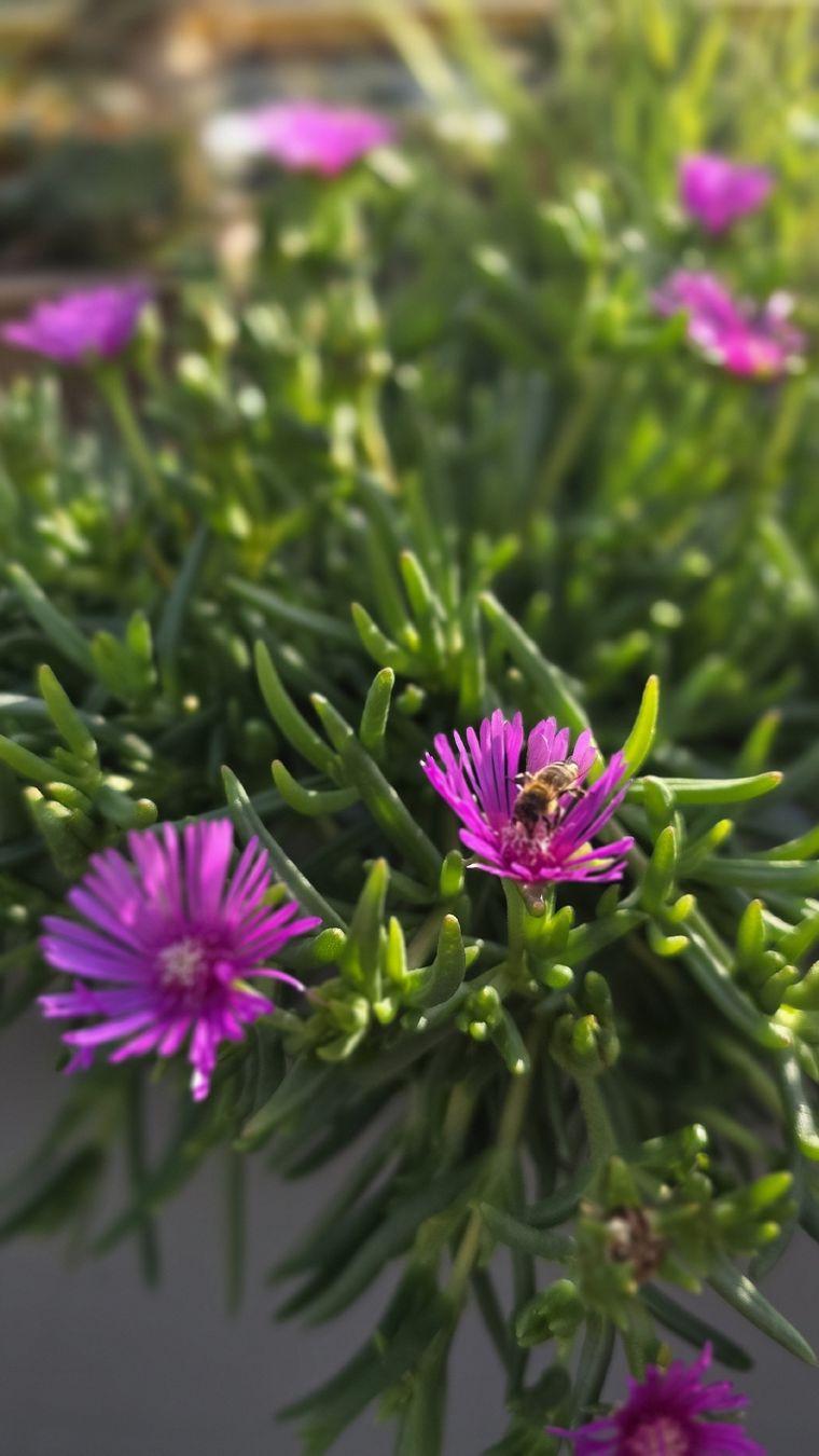 Piante & sementi: Delosperma cooperi Pink; winterhart – Nuovo (secondo la descrizione) da Zürich venduto da The_Plant_Wizard 2