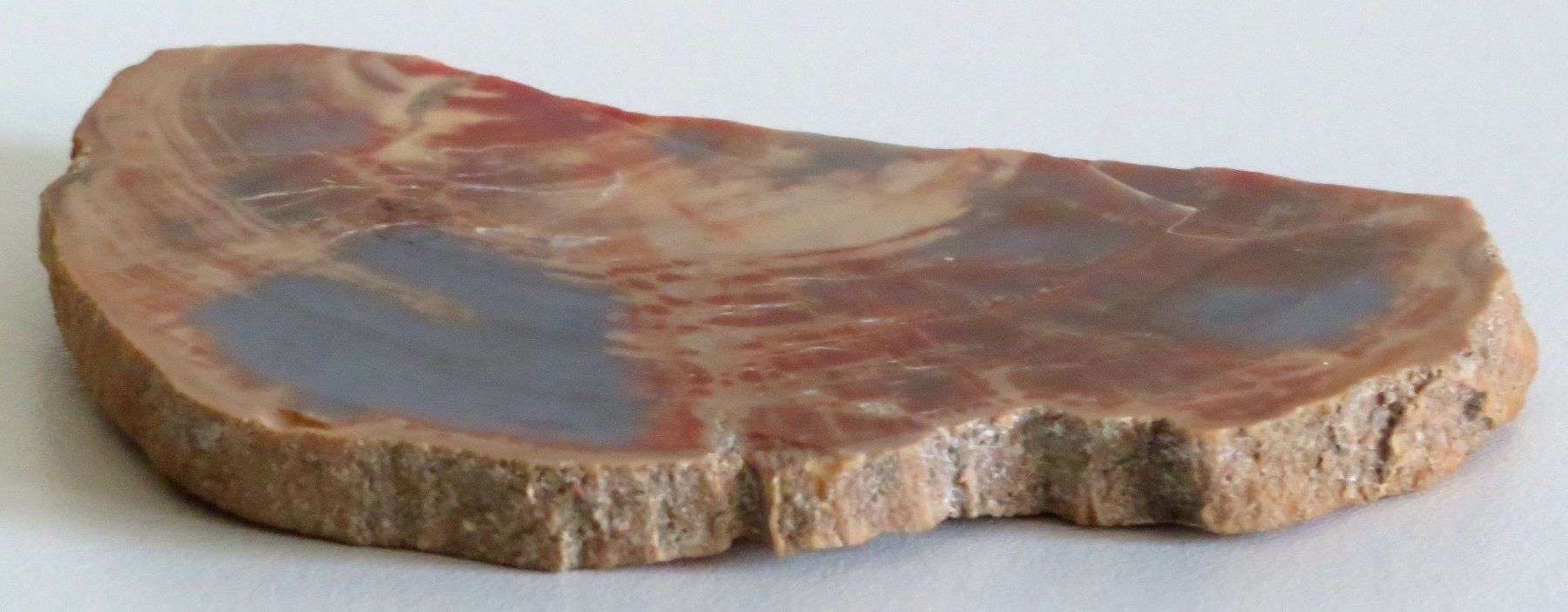 Fossili: Versteinertes Holz, ca. 11 x 7 cm – Usato da Oberriet SG venduto da ganesh435 1