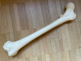 Oberschenkelknochen (Femur) aus anatomischem Modell