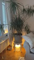 Drachenbaum (Dracaena) inkl. dekorativem Übertopf