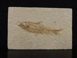 Versteinerter Fisch Fossil KNIGHTIA EOCAENA GREEN RIVER USA
