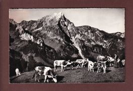 Auf OBER-GÄLMLI im Kiental - Kühe - 1959