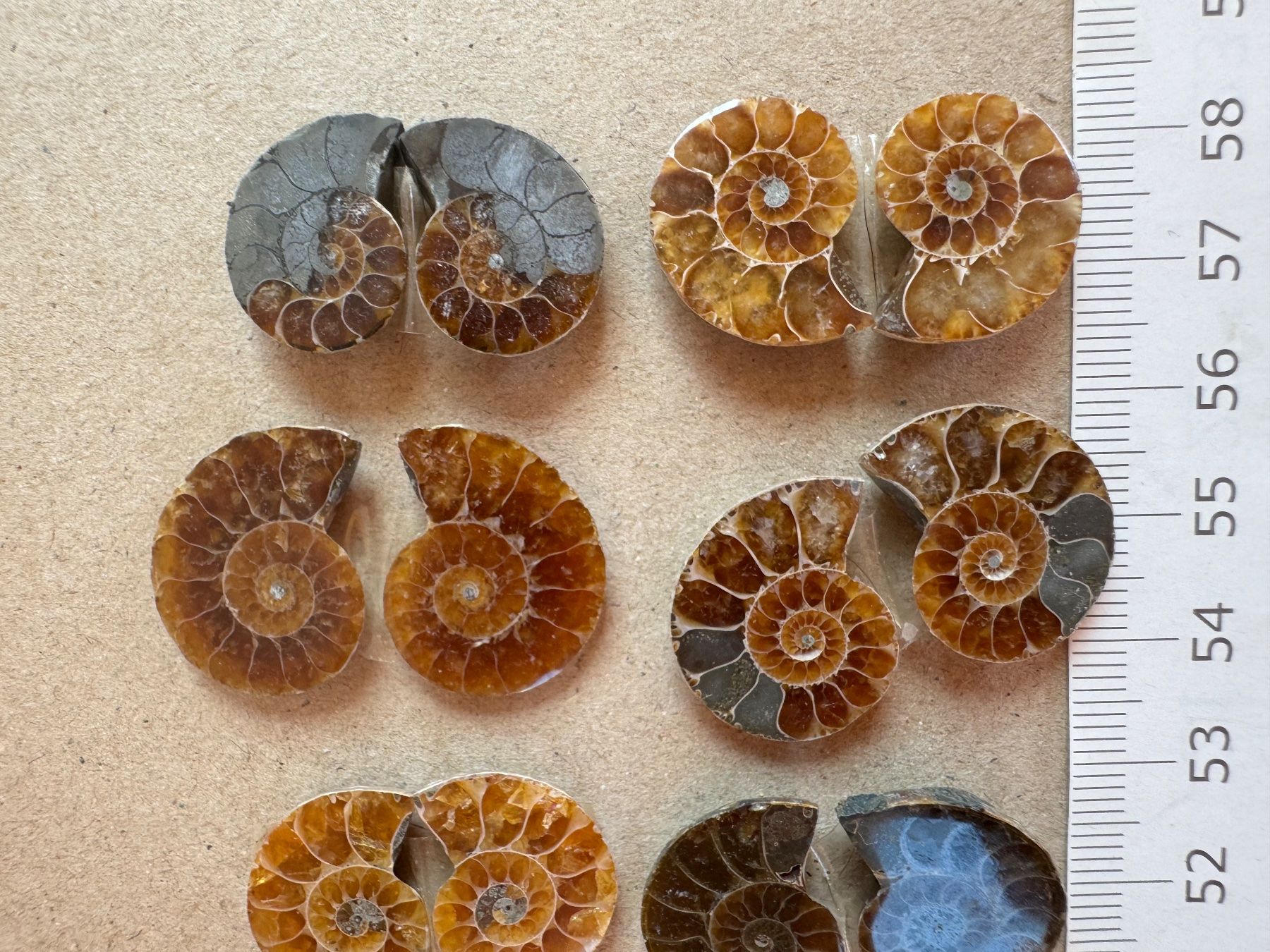 Fossilien: Ammoniten   - 10 Paar klein!, top poliert - lässige Sammlung – Neu und originalverpackt aus Leuggern von gemshow 3