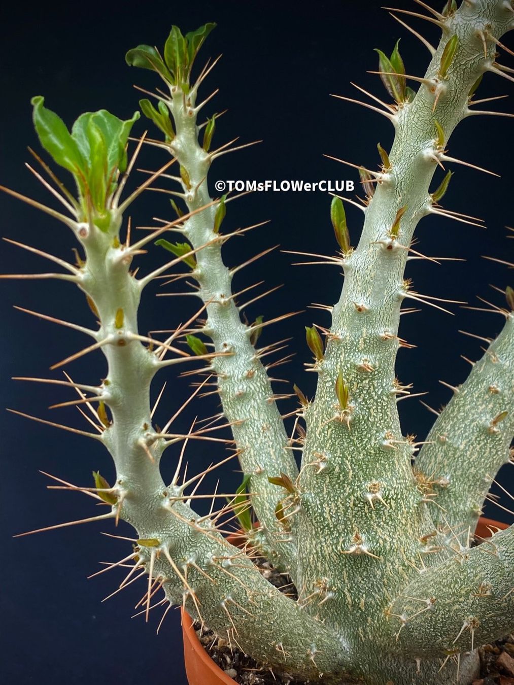 Piante & sementi: Pachypodium Saundersii 45x25cm – Nuovo e nell'imballaggio originale da Adliswil venduto da MarkyForest