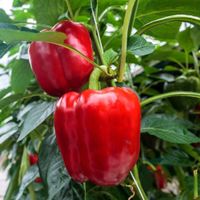 50 Samen California Wonder Paprika Rot