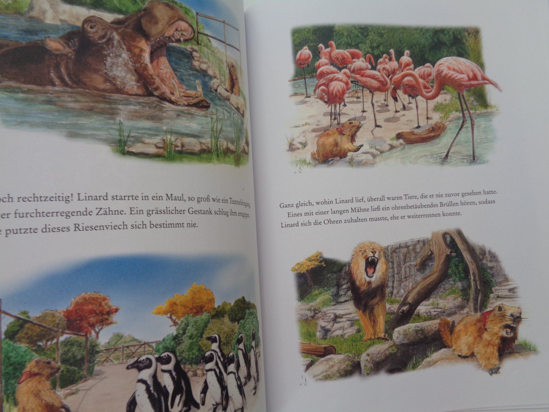 Libri: Linard der Murmelibuab - Philipp Gurt Alexander Rys – Usato da Chur venduto da Oregano1 5