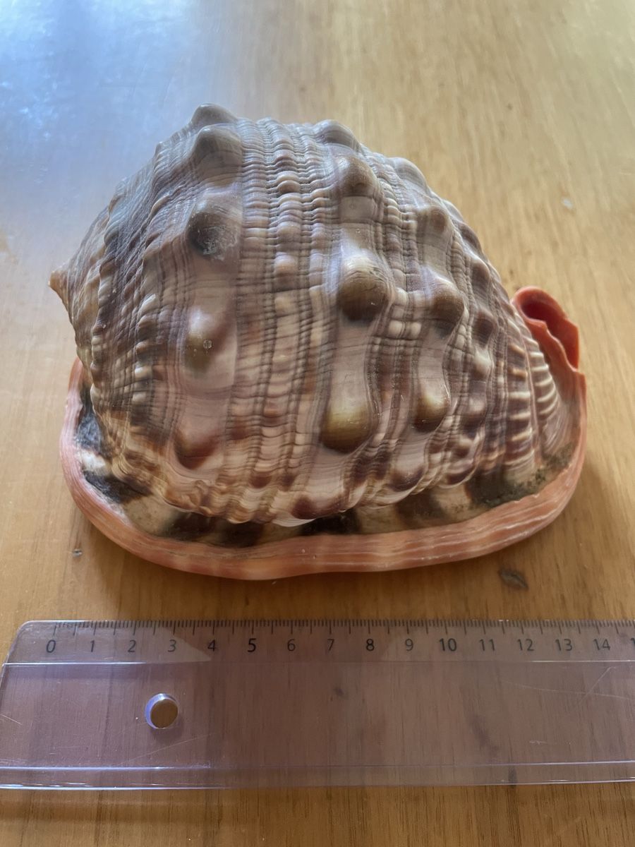 Fossili: Schnecke (Muschel) Cassis rufa – Usato da Basel venduto da Konix