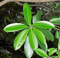 Alstonia scholaris ARBRE DU DIABLE 50g
