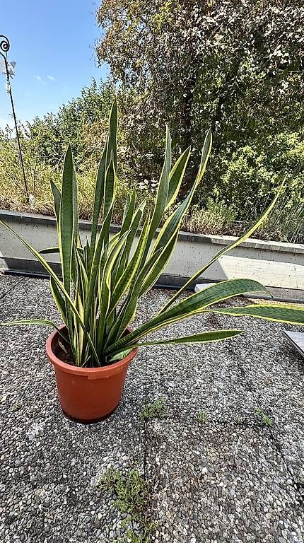 Plantes & graines: Schwiegermutterzunge – D'occasion à Kollbrunn par Lasagne66
