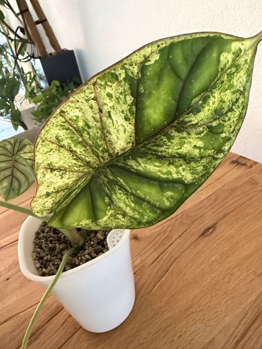 Piante & sementi: Grosse Alocasia Dragon Scale Mint im SB-Topf – Usato da Ostermundigen venduto da summy73