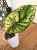 Grosse Alocasia Dragon Scale Mint im SB-Topf