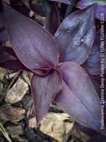 Tradescantia Zebrina Deep Purple als STECKLING