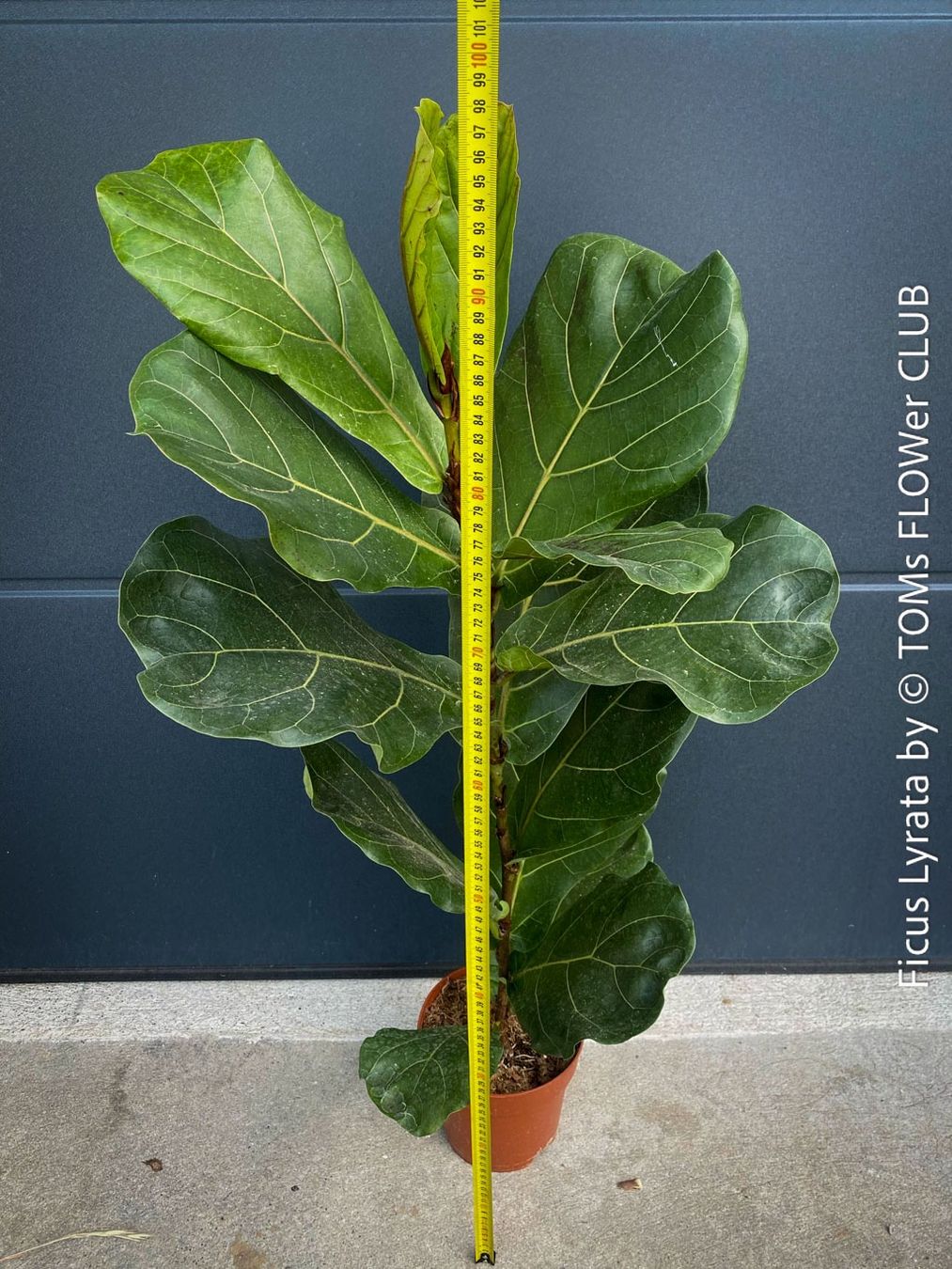 Pflanzen & Samen: Ficus Lyrata - schönes 100cm Bäumchen – Neu und originalverpackt aus Adliswil von astom369 2