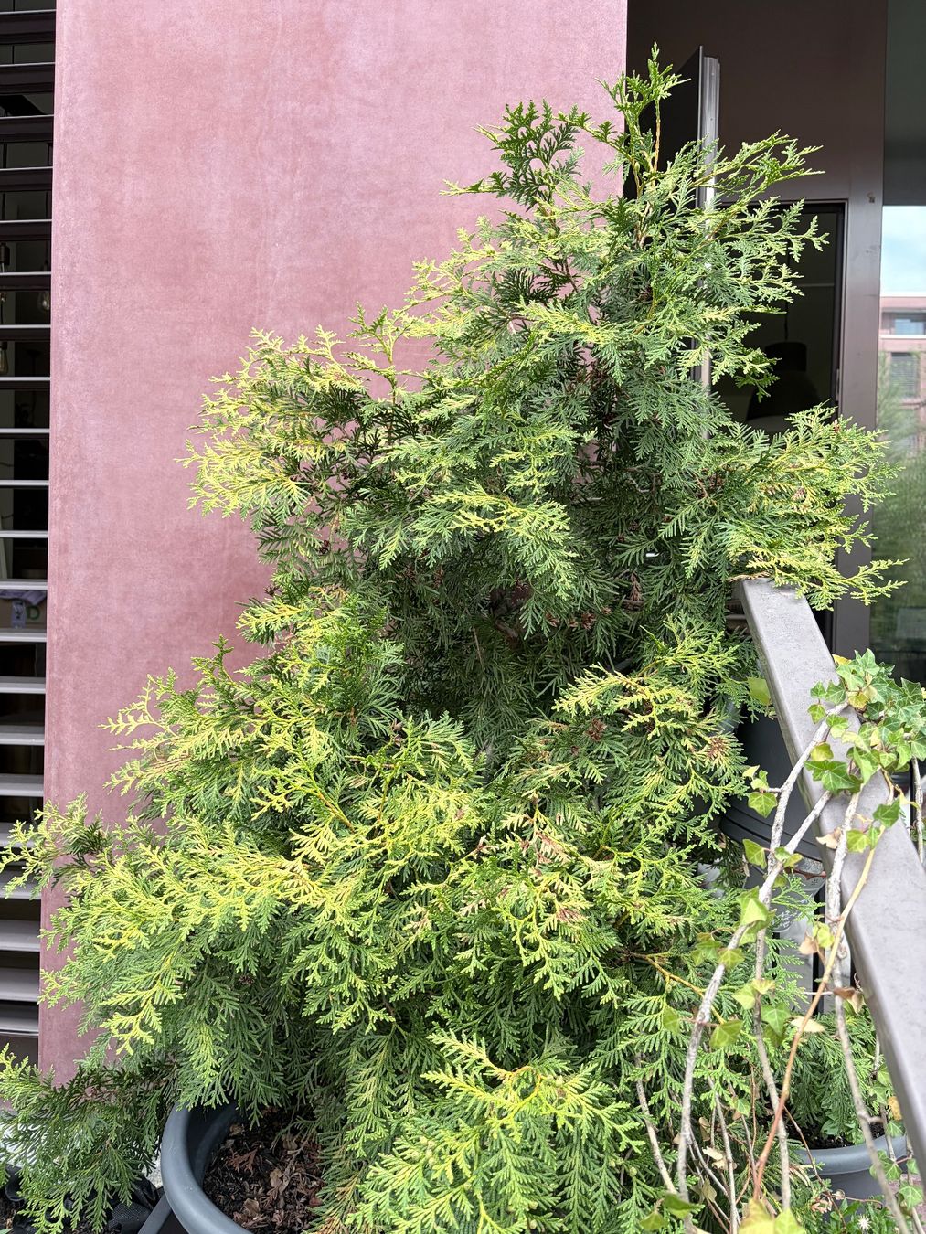 Piante & sementi: Thuja im Topf, 115cm – Usato da Winterthur venduto da cla_mwp8 1