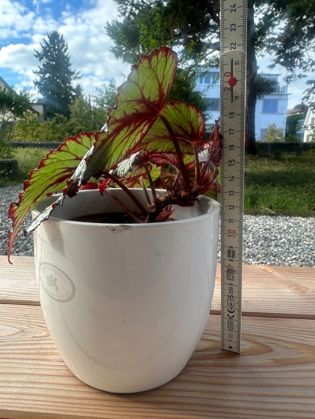 Plantes & graines: Begonia Rex – D'occasion à Zürich par ong8 5