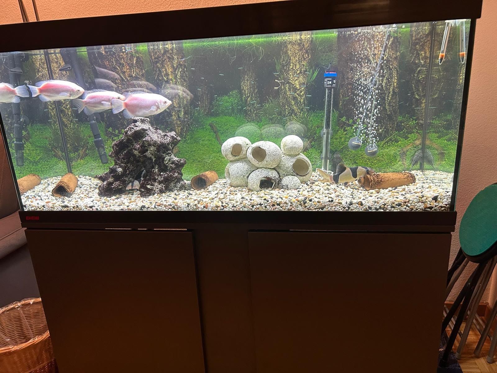 Eheim Acquari: Aquariumkomination 240 Liter – Usato da Richterswil venduto da phi_m5nf