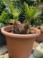 Palme Pflanzen Blumen Pflanzentopf Blumentopf Topf