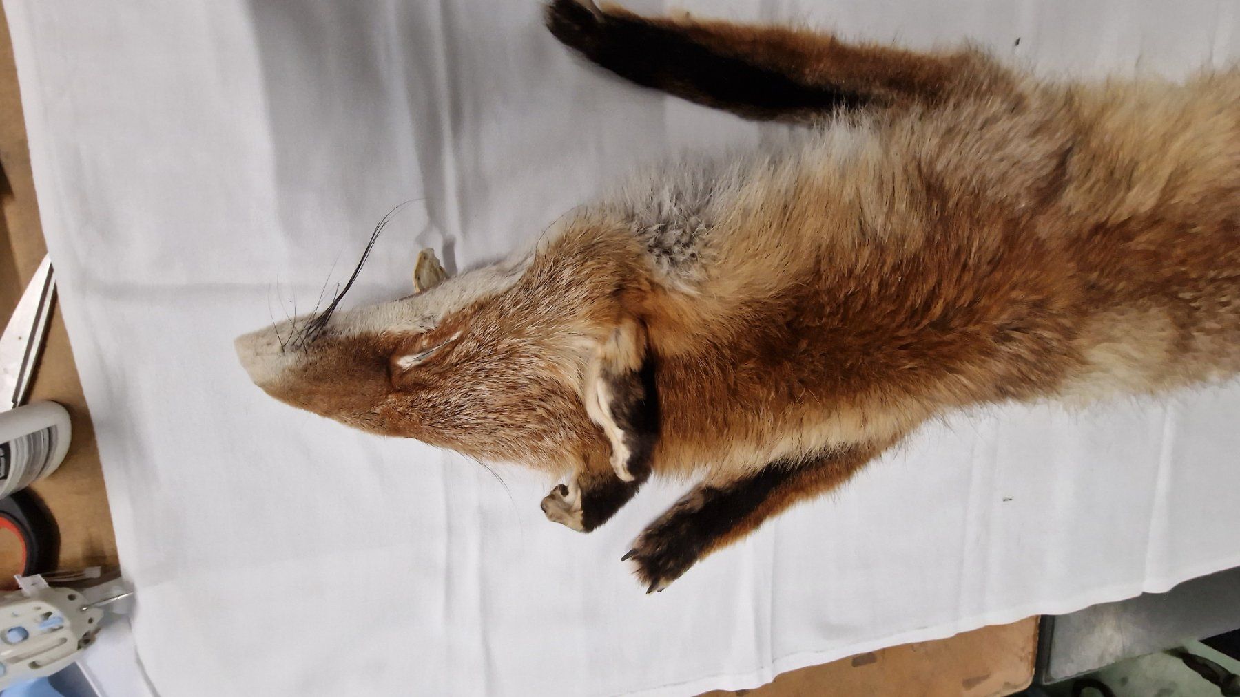 Welt der Tiere: Tierfell Fuchs – Gebraucht aus Pratteln von  1