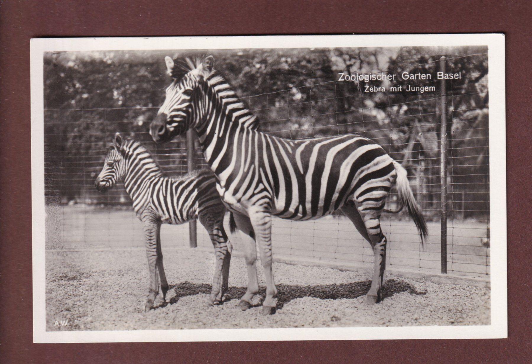 Ansichtskarten: BASEL - Zoo - Zebra mit Jungem – Gebraucht aus Pully von nicecards-shop