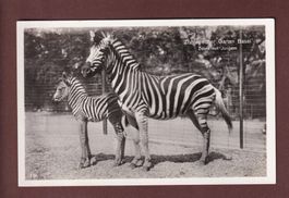 BASEL - Zoo - Zebra mit Jungem