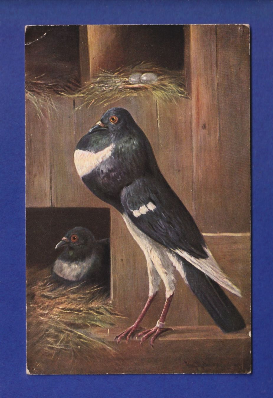 Ansichtskarten: OISEAU - Pigeon // pli d'angle // – Gebraucht aus Pully von nicecards-shop