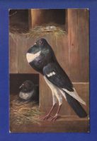 OISEAU - Pigeon // pli d'angle //
